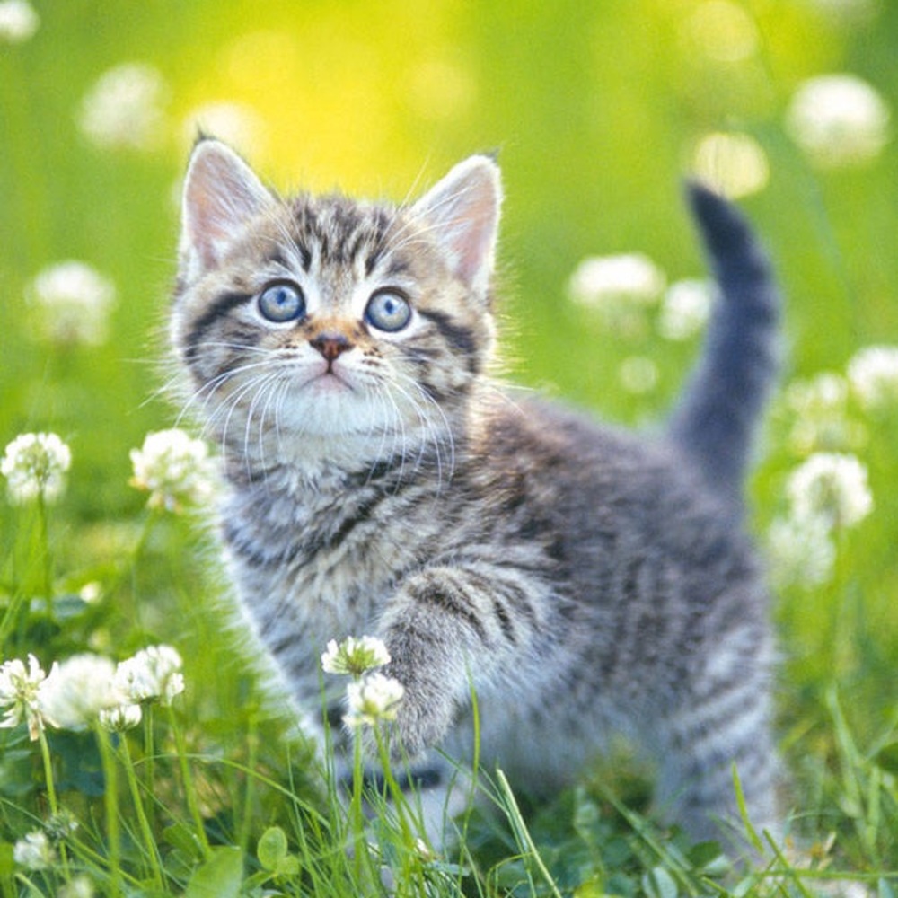 Meet your Posher, Audrey